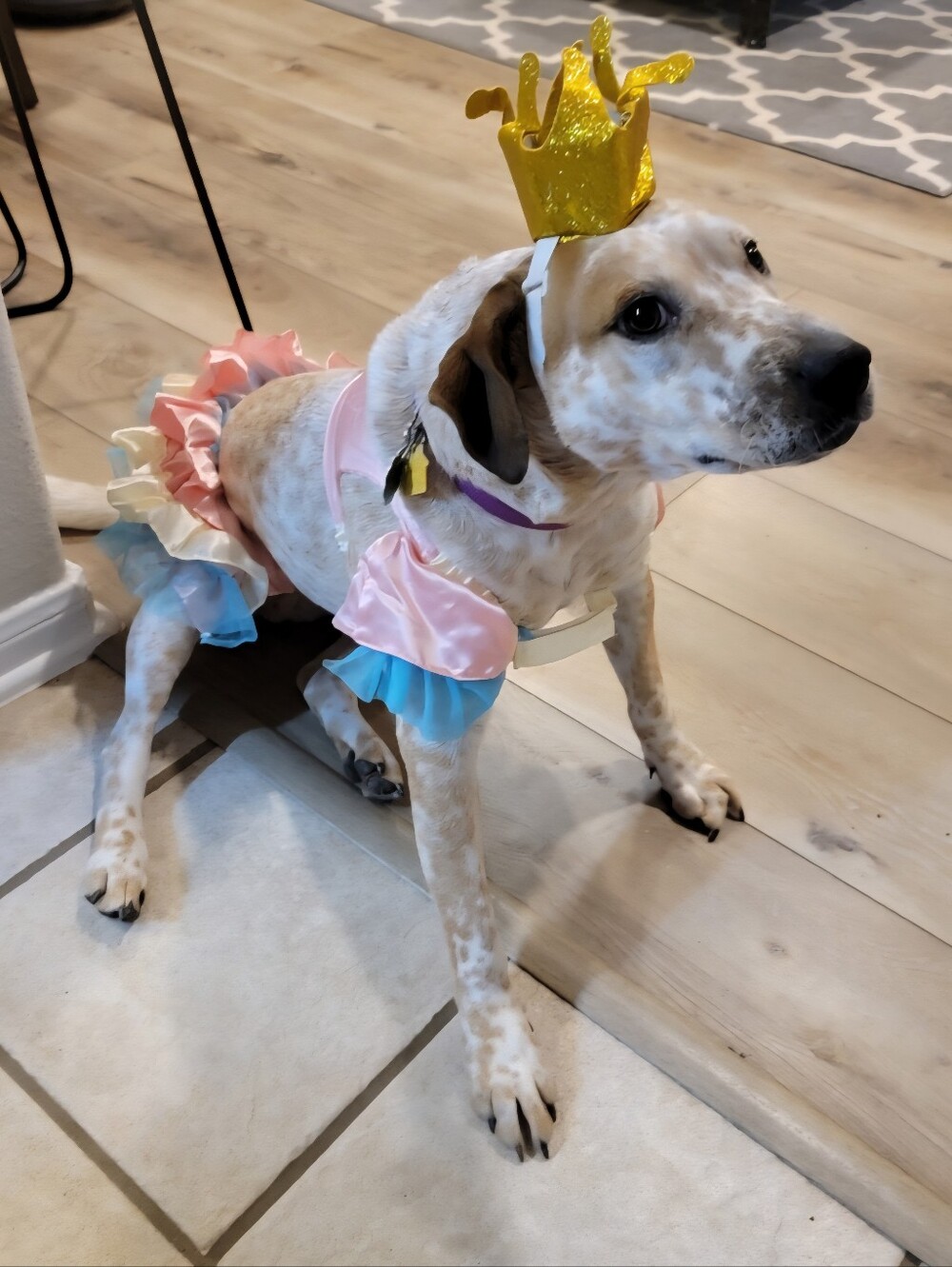 Bootique Princess Dog Costume Pink & Blue Size Large/Extra Large